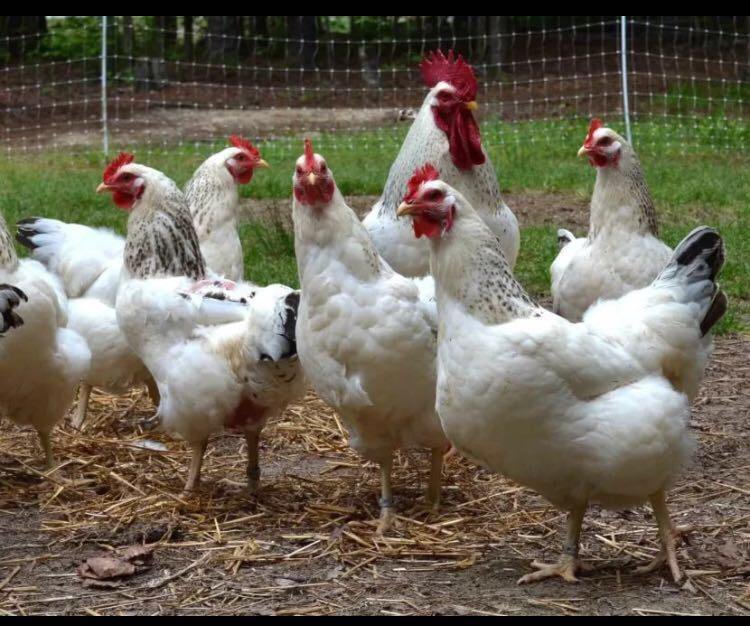 <strong>أسعار الفراخ اليوم، فيتو</strong>