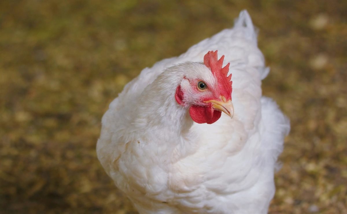 <strong>أسعار الفراخ اليوم، فيتو</strong>