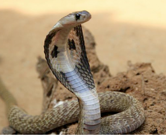 كوبرا شديدة السمية تلدغ شاب، فيتو