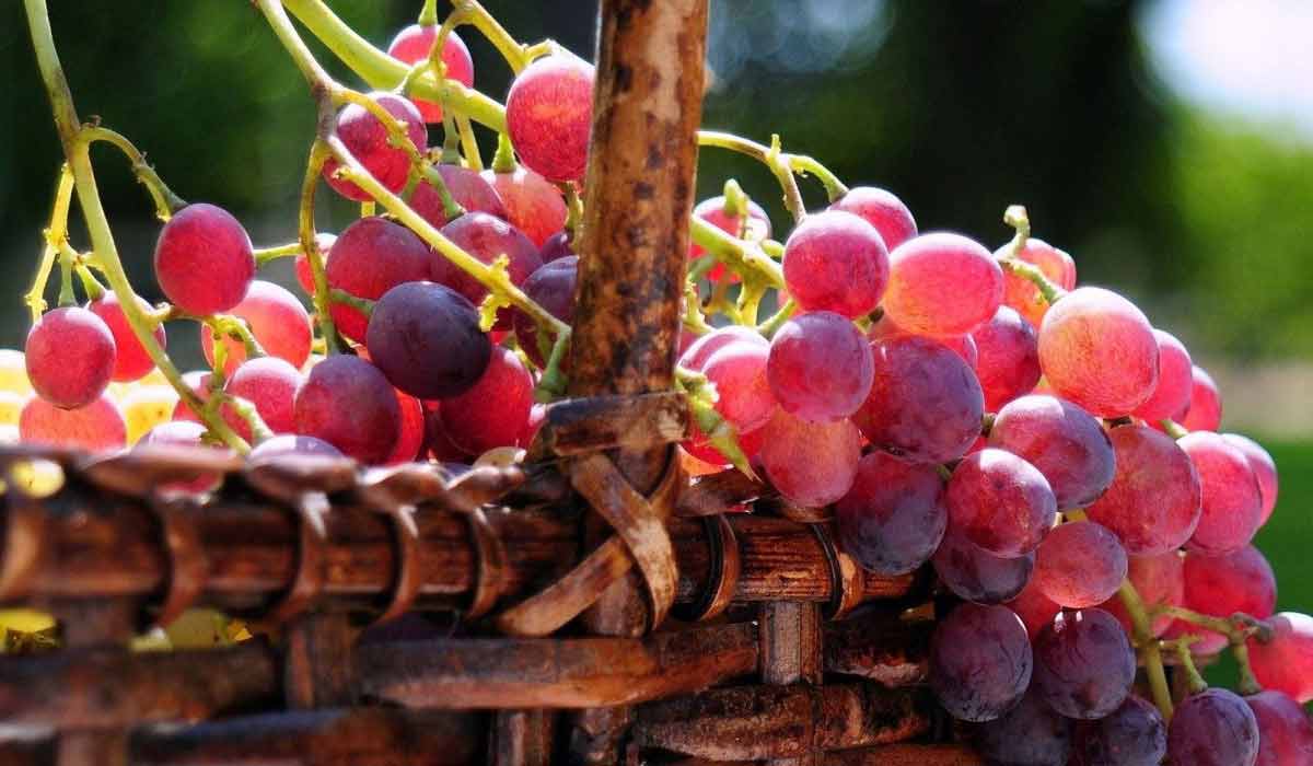 <strong>سعر الفاكهة اليوم</strong>