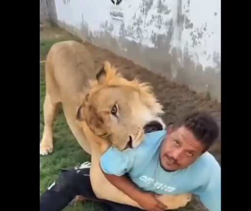 إطلاق أسد علي عامل مصري، فيتو