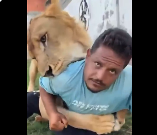 صاحب مزرعة ليبي يطلق أسد على عامل مصري، فيتو
