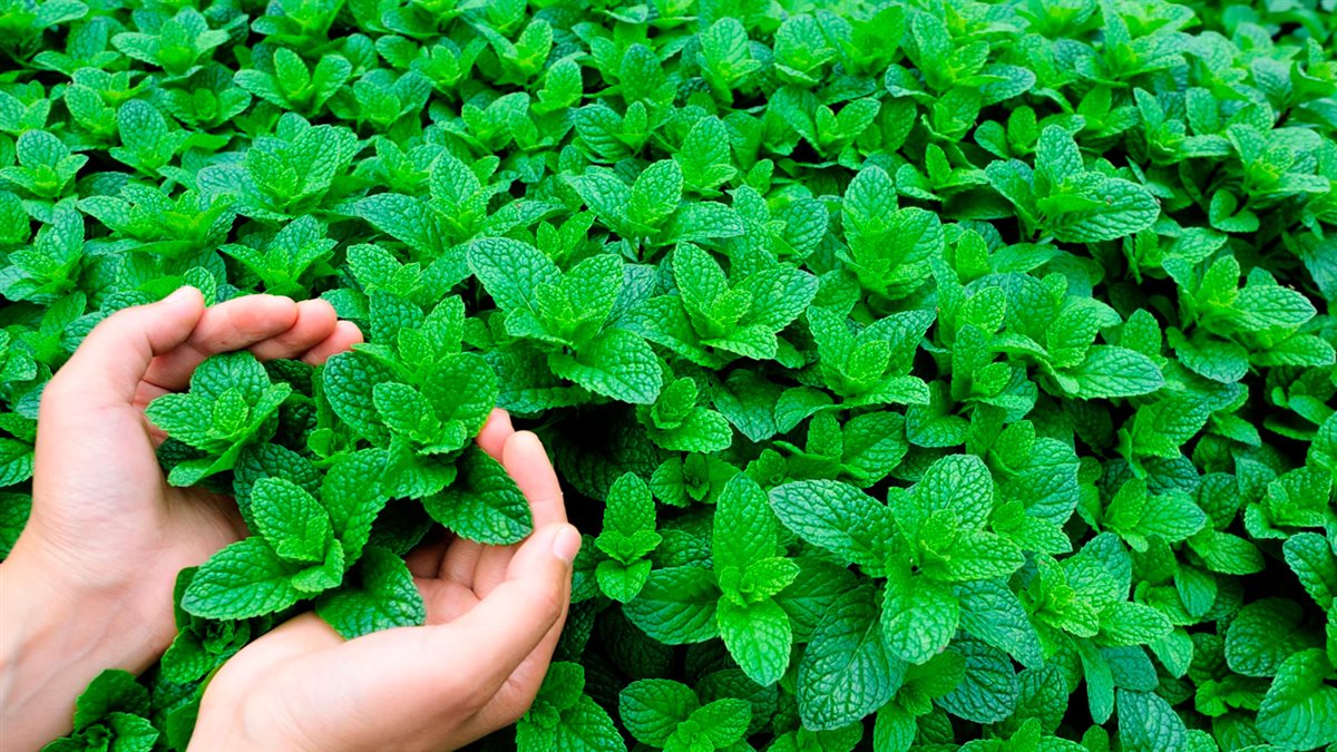 النعناع لصحتك