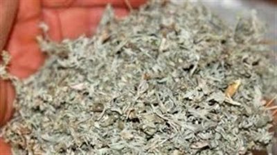 فوائد الشيح 