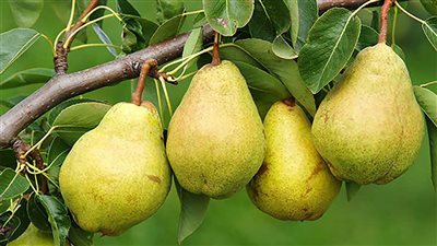 فوائد الكمثرى للصحة 