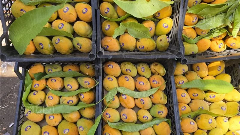 سعر المانجو اليوم في سوق العبور، فيتو