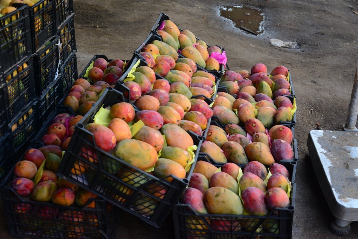 سعر المانجو اليوم في سوق العبور، فيتو