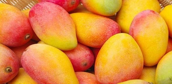 سعر المانجو اليوم، فيتو