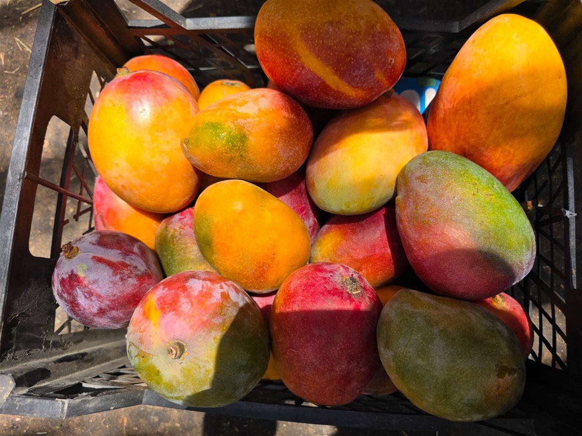 سعر المانجو اليوم، فيتو