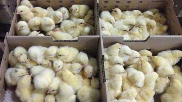 سعر الكتكوت اليوم، فيتو