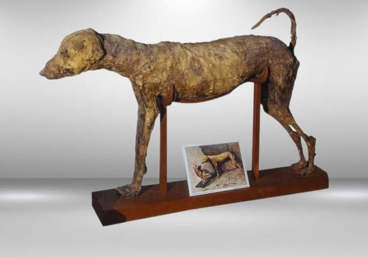 مومياء الكلب بقاعة مومياوات الحيونات