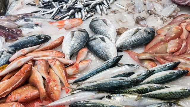 <strong>سعر السمك اليوم </strong>