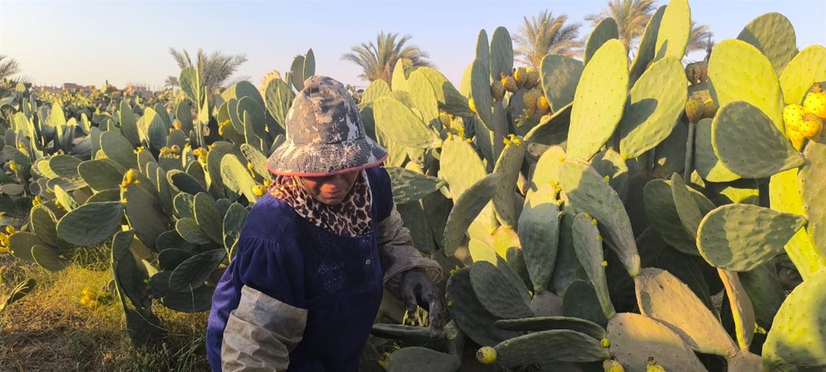 سيدة الاشواك بالقليوبية،فيتو 