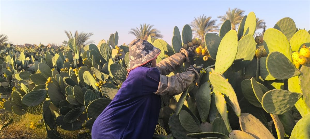 سيدة الاشواك بالقليوبية،فيتو 
