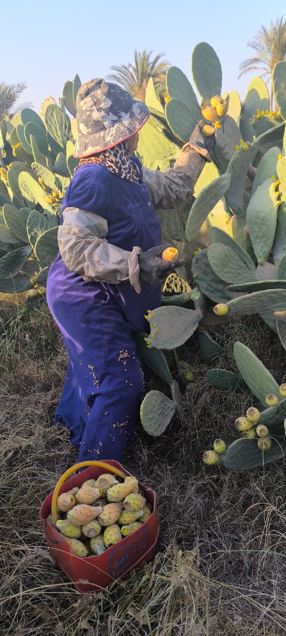 سيدة الاشواك بالقليوبية،فيتو 