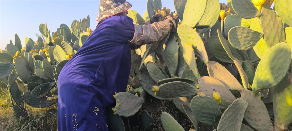 سيدة الاشواك بالقليوبية،فيتو 