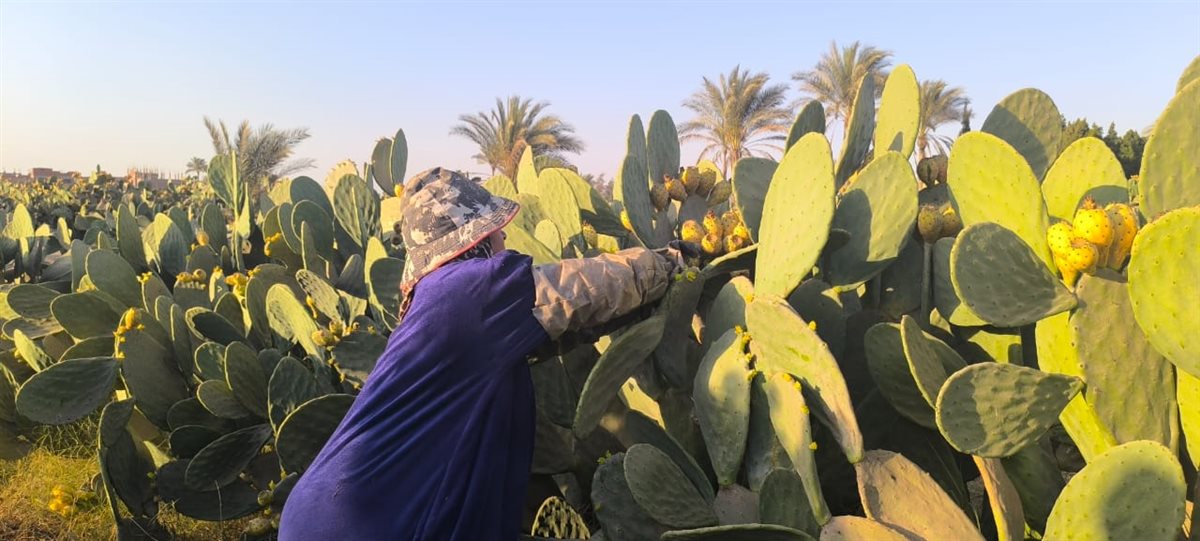 سيدة الأشواك بالقليوبية، فيتو 
