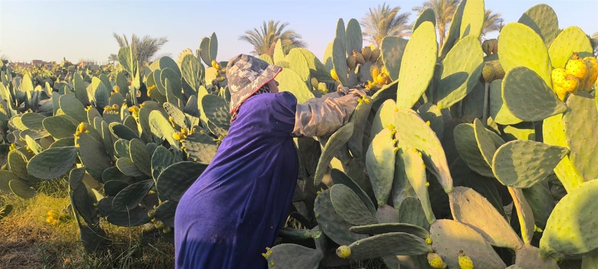 سيدة الاشواك بالقليوبية،فيتو 