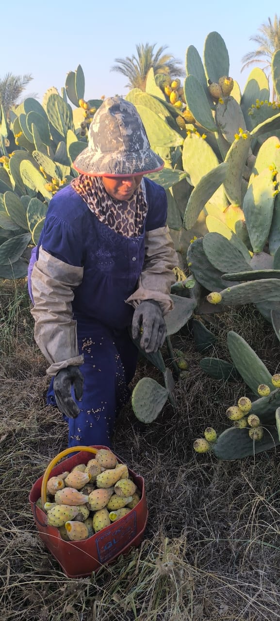 سيدة الاشواك بالقليوبية،فيتو 