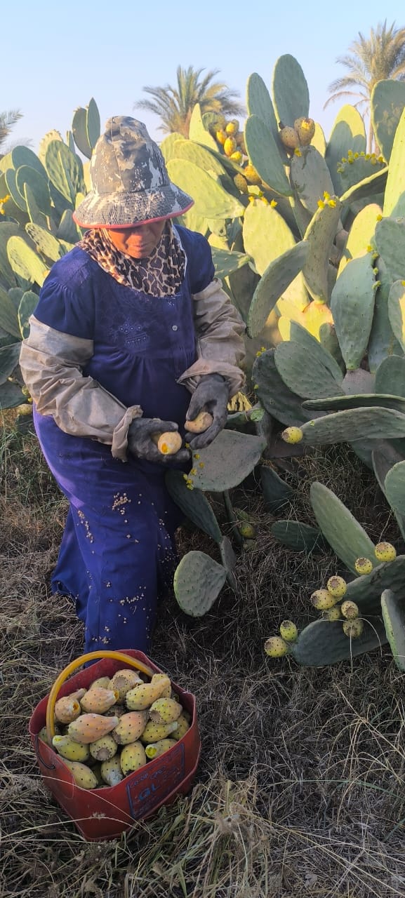 سيدة الاشواك بالقليوبية،فيتو 