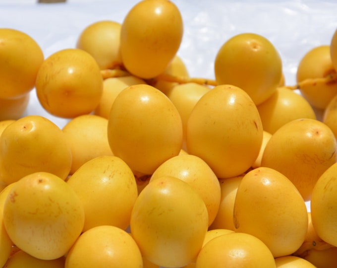 فوائد البلح الاصفر