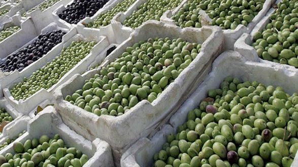 أسعار الزيتون الطازج