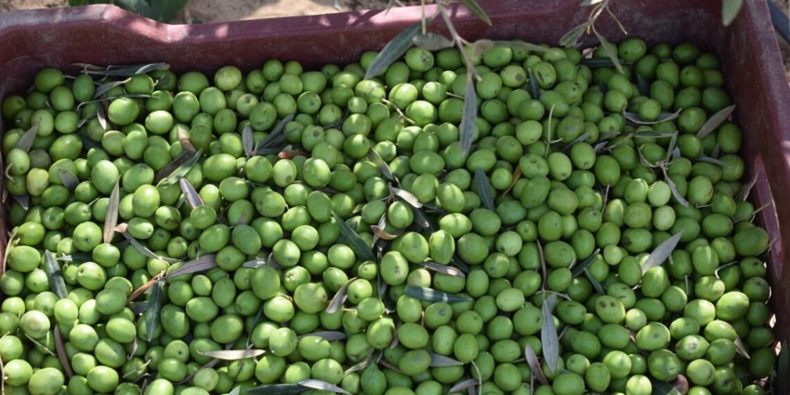 أسعار الزيتون الطازج