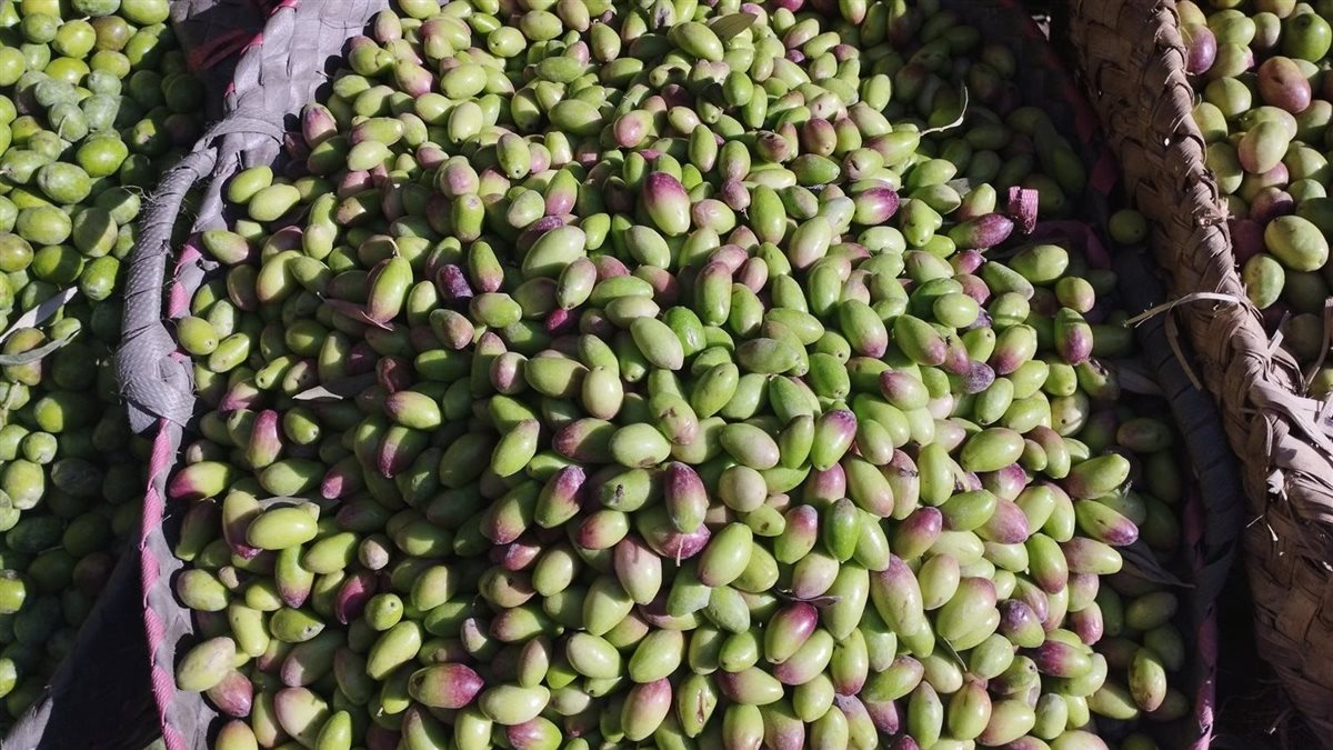 أسعار الزيتون الطازج