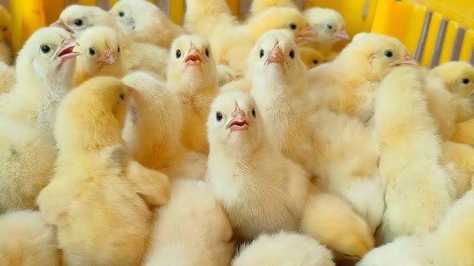 سعر الكتكوت اليوم، فيتو