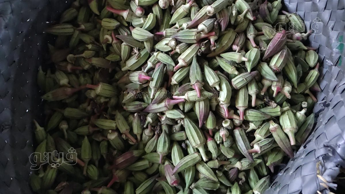 <strong>سعر الخضار اليوم، فيتو</strong>