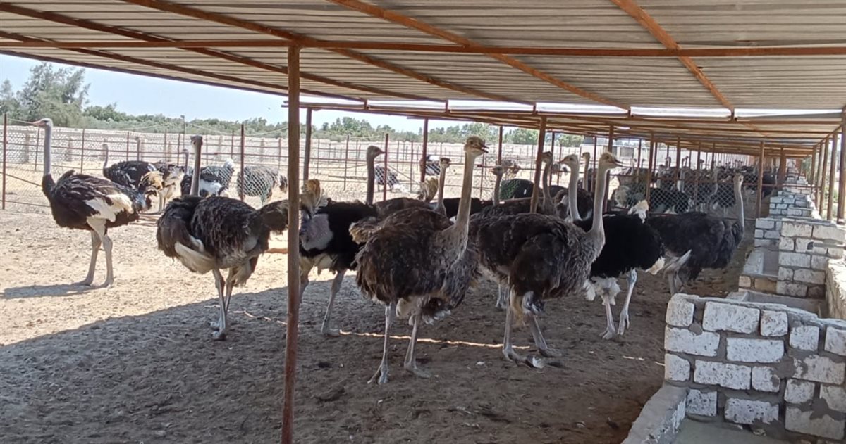 مزرعة النعام بالإسماعيلية، فيتو