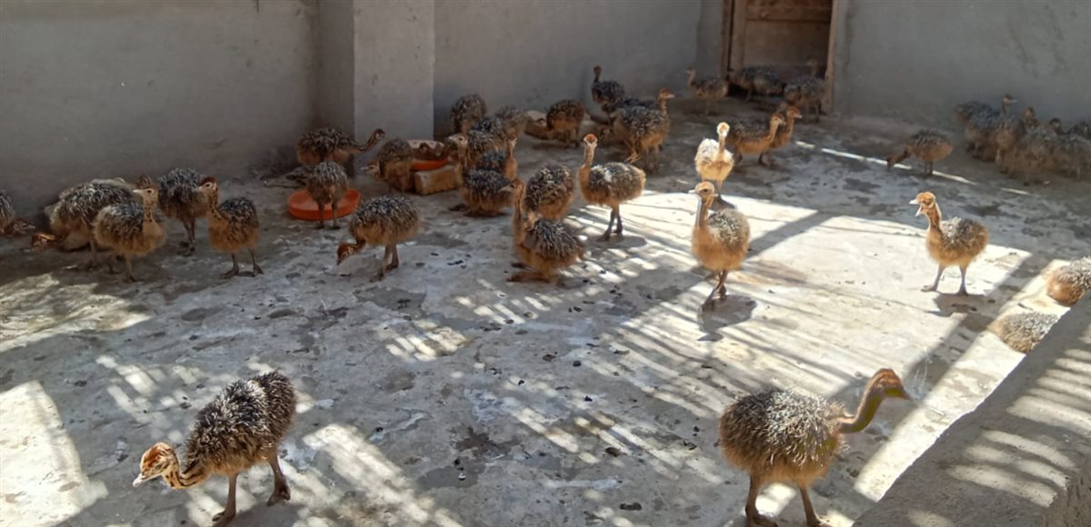 مزرعة النعام بالإسماعيلية، فيتو