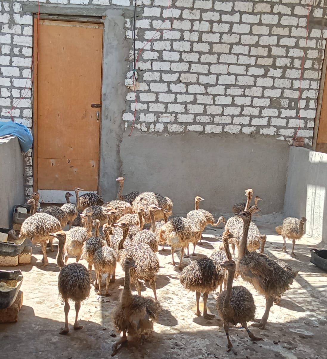 مزرعة النعام بالإسماعيلية، فيتو