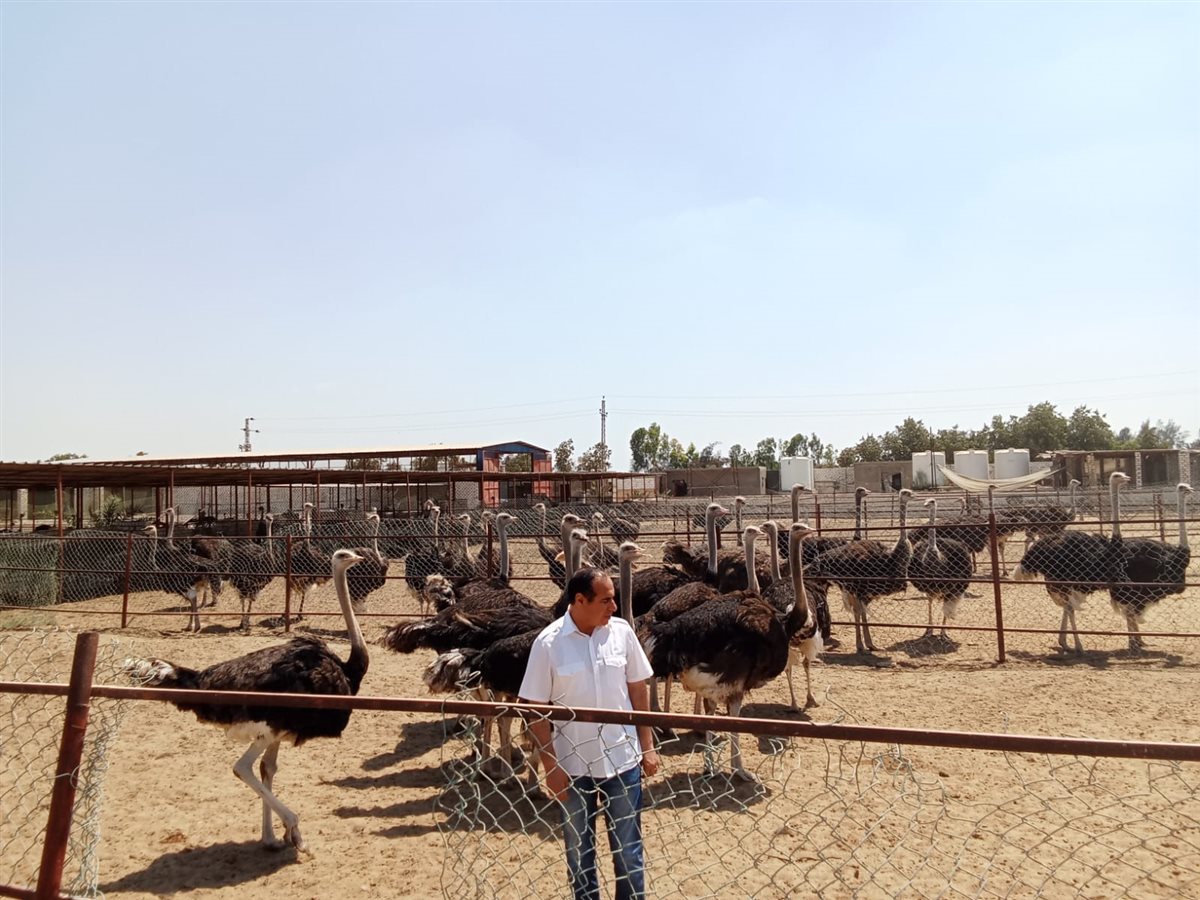 مزرعة النعام بالإسماعيلية، فيتو