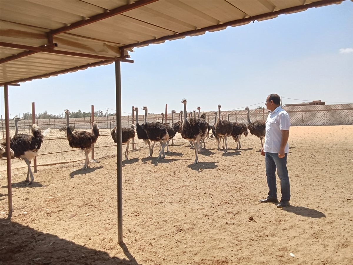 مزرعة النعام بالإسماعيلية، فيتو