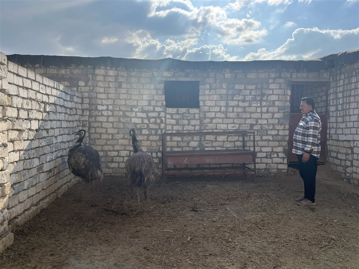 تربية طيور الزينة، نعام الإيمو الاسترالي، فيتو