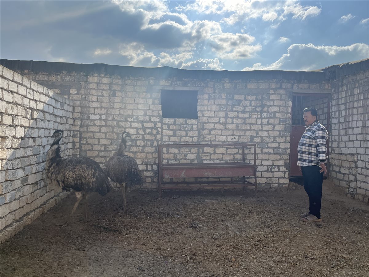 تربية طيور الزينة، نعام الإيمو الاسترالي، فيتو