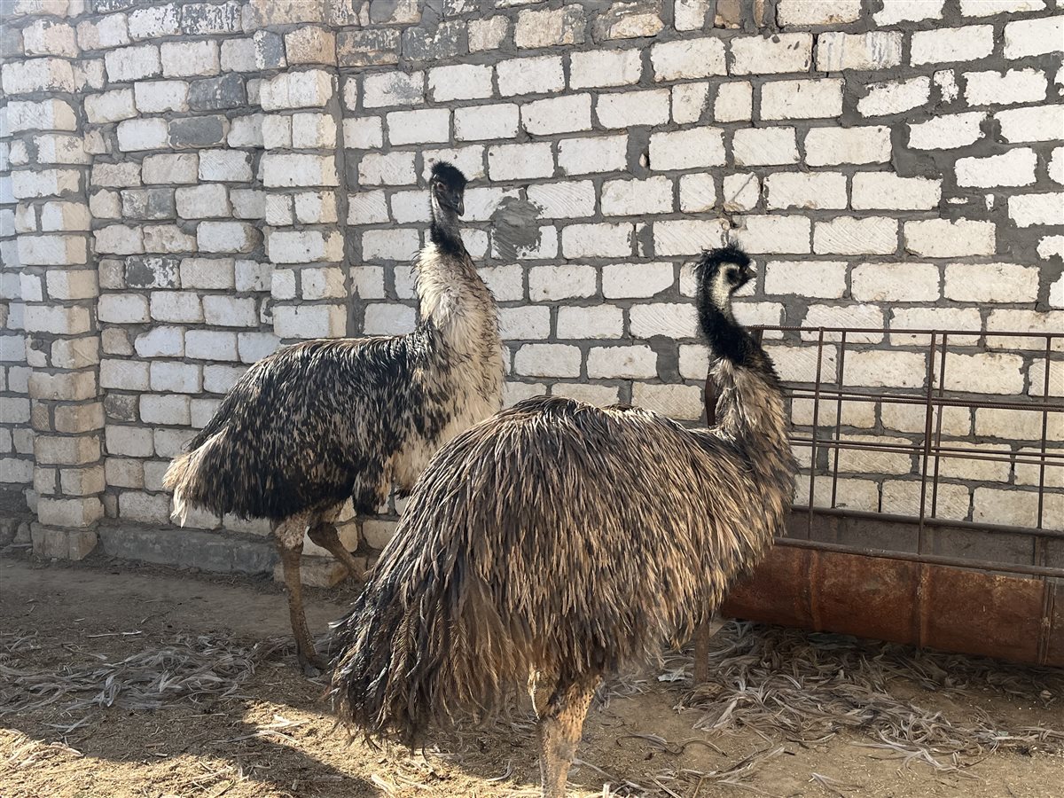 تربية طيور الزينة، نعام الإيمو الاسترالي، فيتو