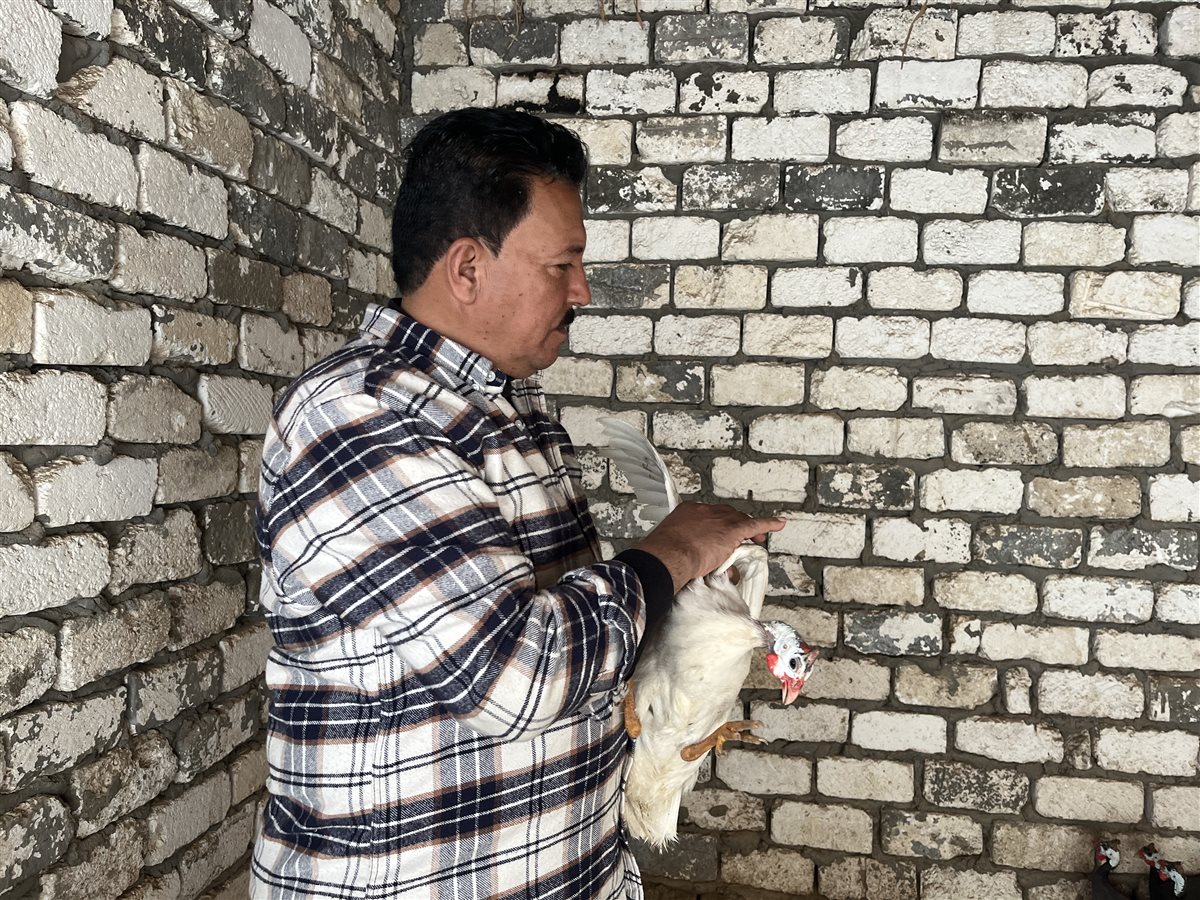 تربية طيور الزينة، فيتو