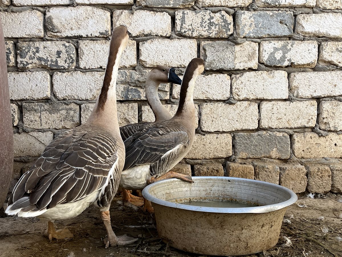 تربية طيور الزينة، البط التركي العراقي، فيتو