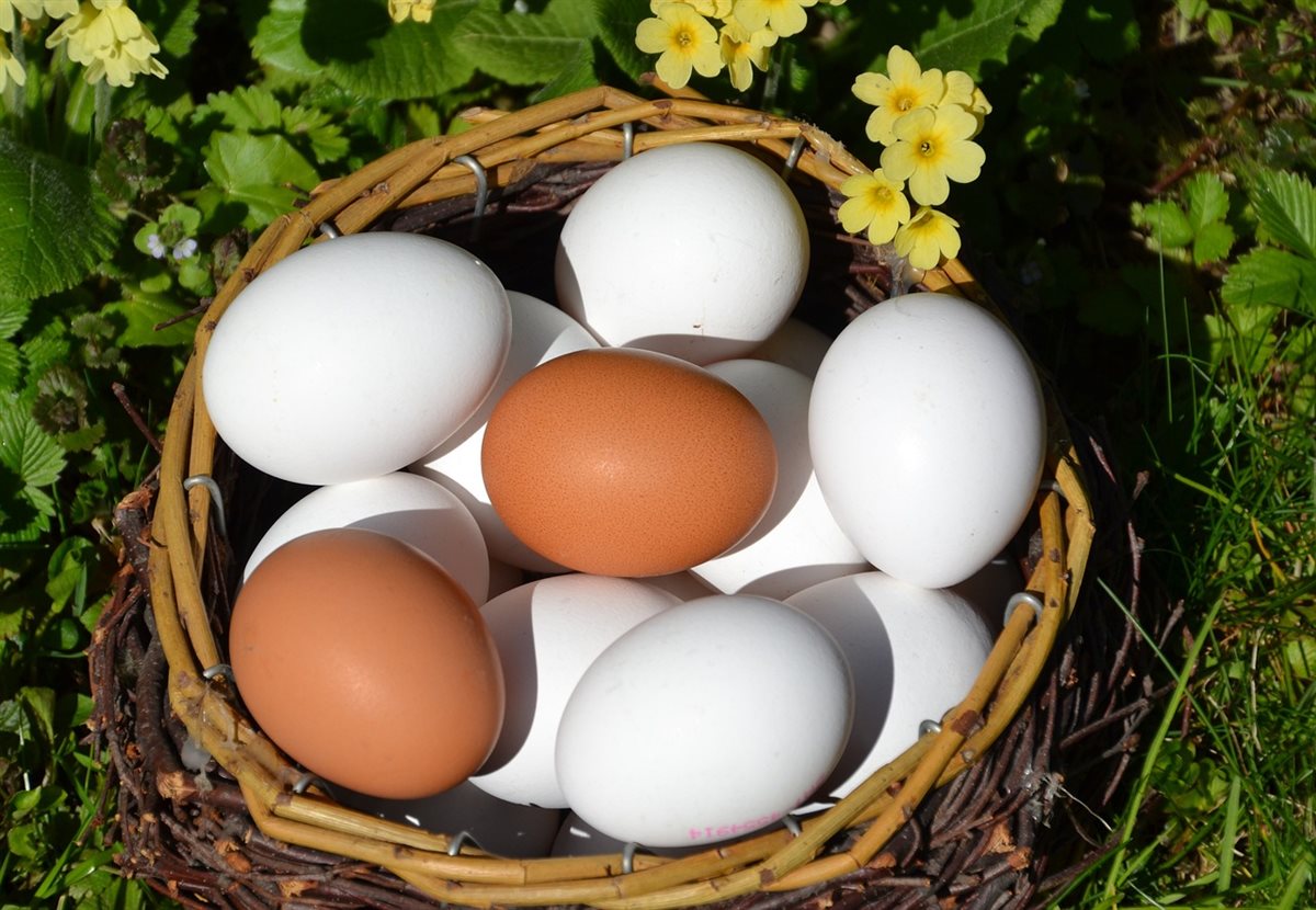 سعر كرتونة البيض اليوم فيتو