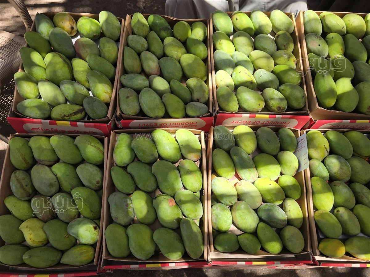 <strong>سعر المانجو اليوم في سوق العبور، فيتو</strong>