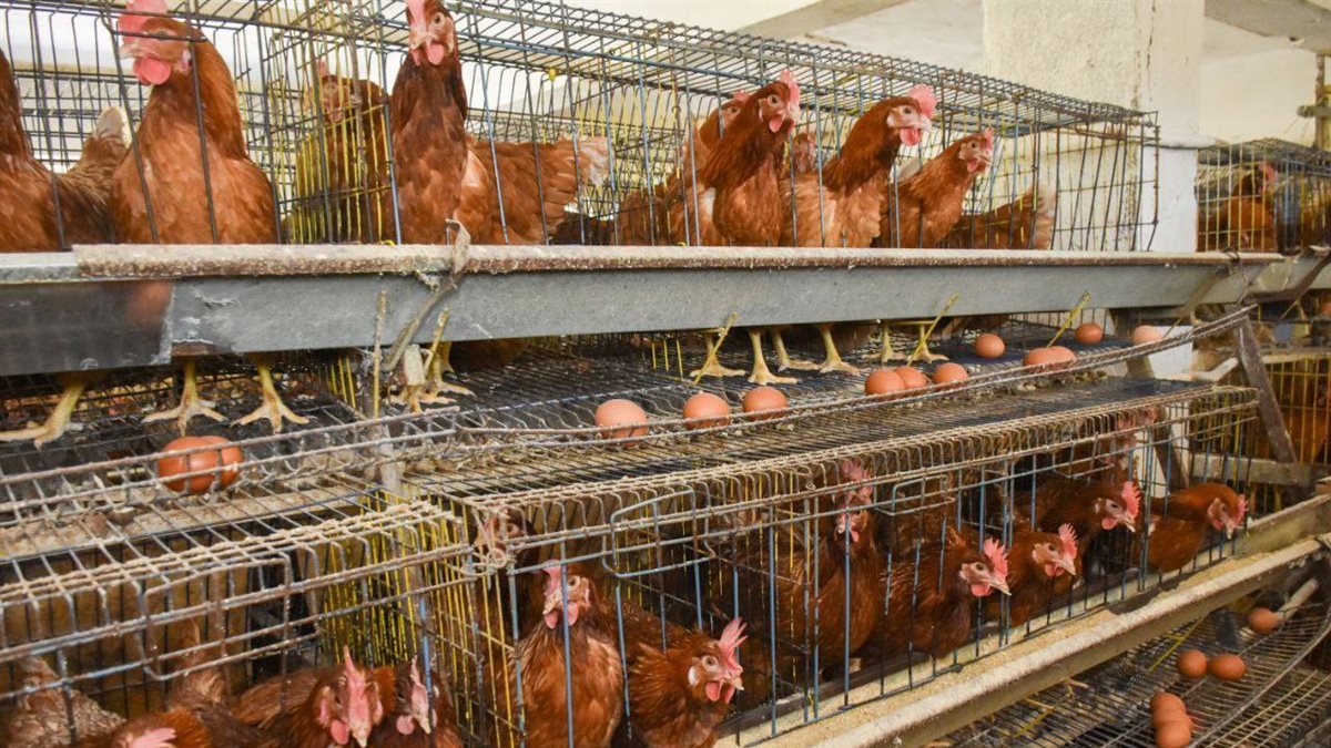 أسعار الفراخ اليوم، فيتو