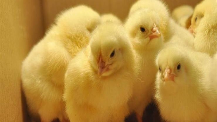 سعر الكتكوت اليوم، فيتو