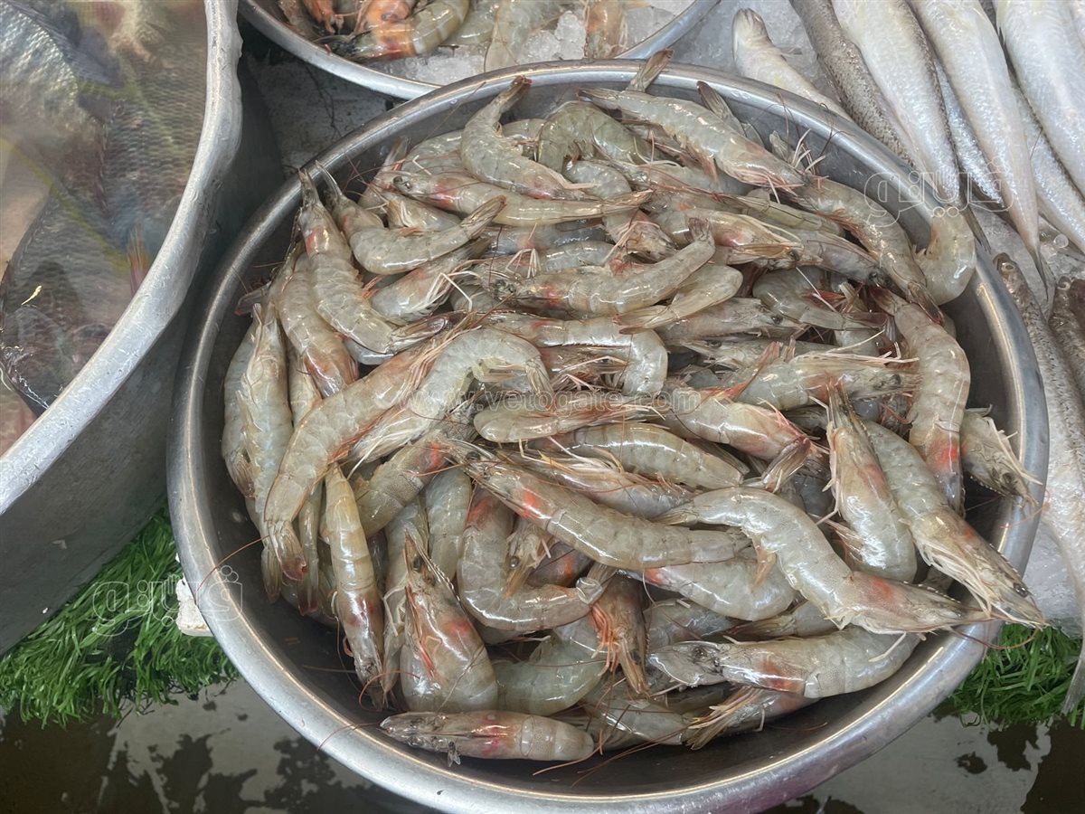 اسعار الجمبري اليوم