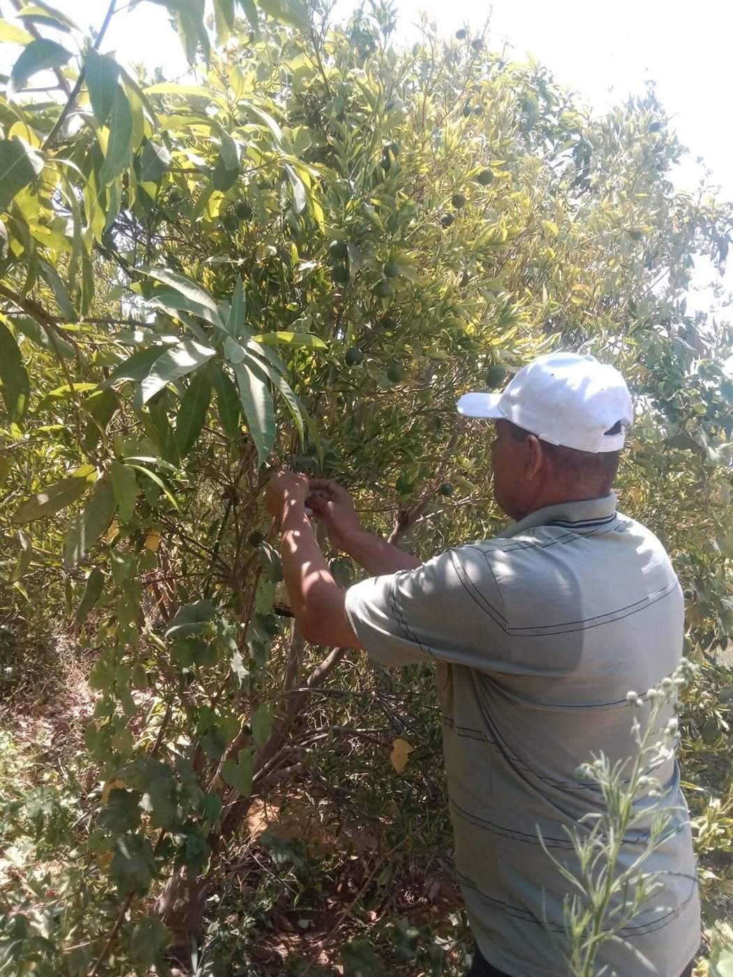 جانب من الحملات، فيتو