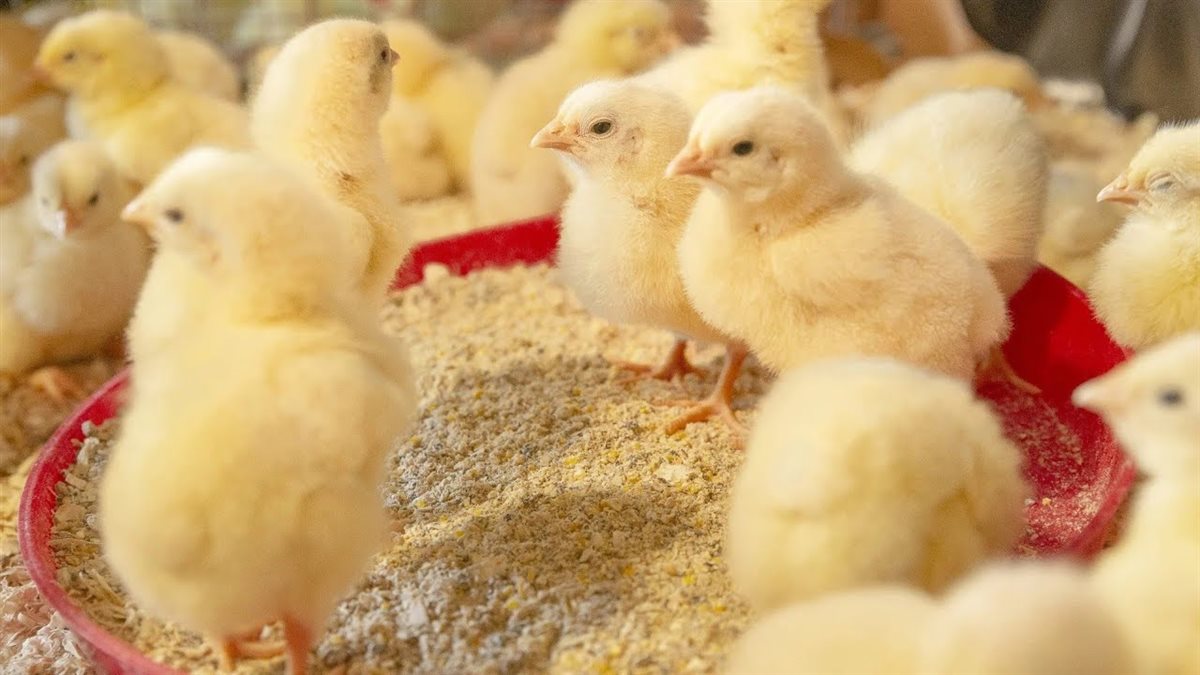 سعر الكتكوت اليوم، فيتو