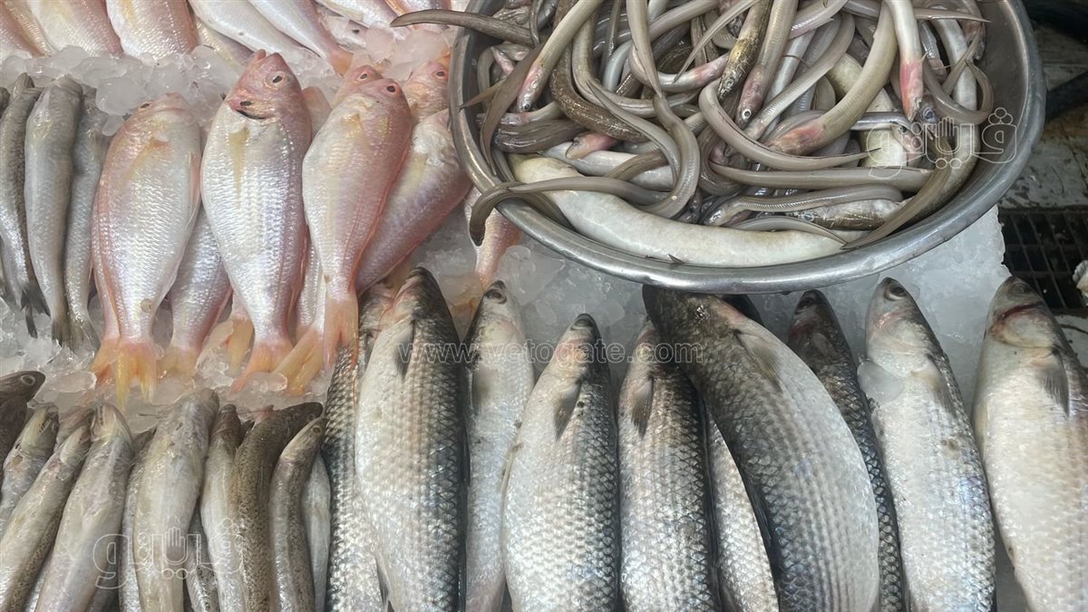 <strong>سعر السمك اليوم </strong>