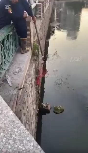 صرخة قطة تهز القلوب..والحماية المدنية بالشرقيةتنتشلها من الغرق ببحر مويس،فيتو