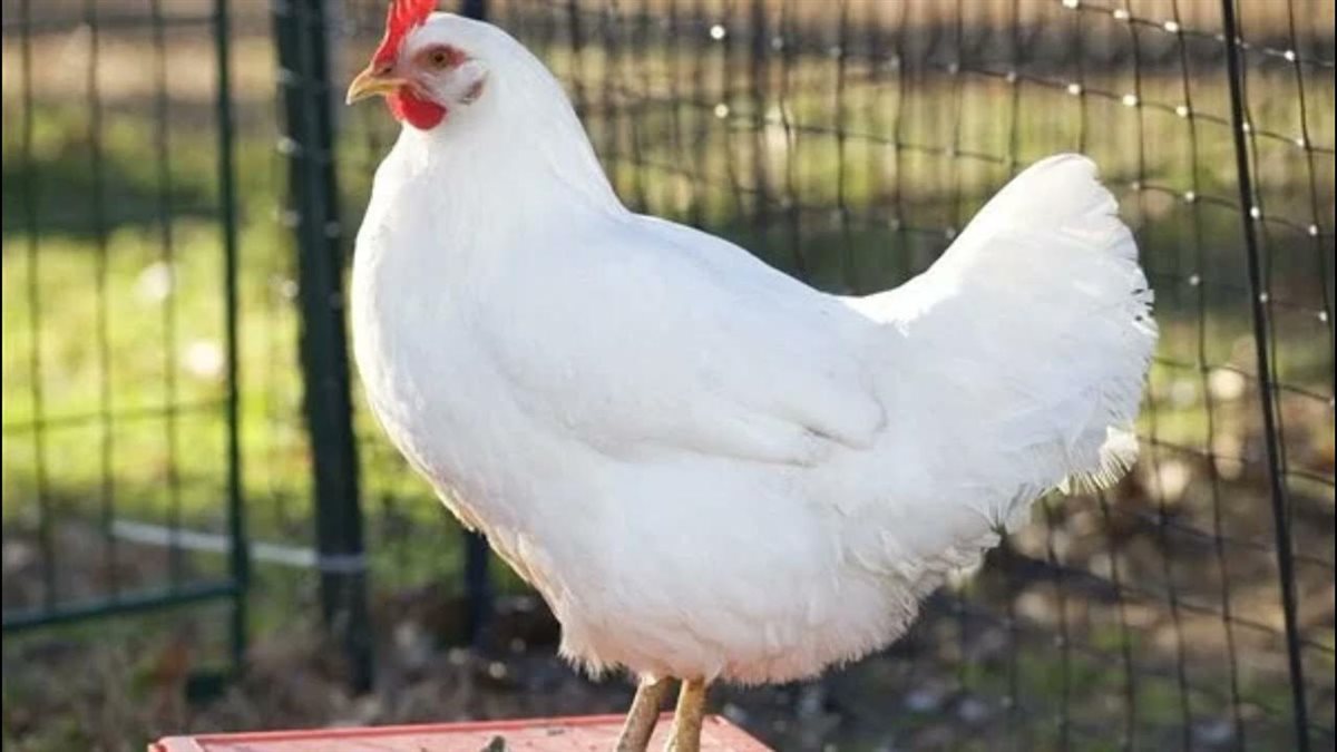 أسعار الفراخ اليوم، فيتو